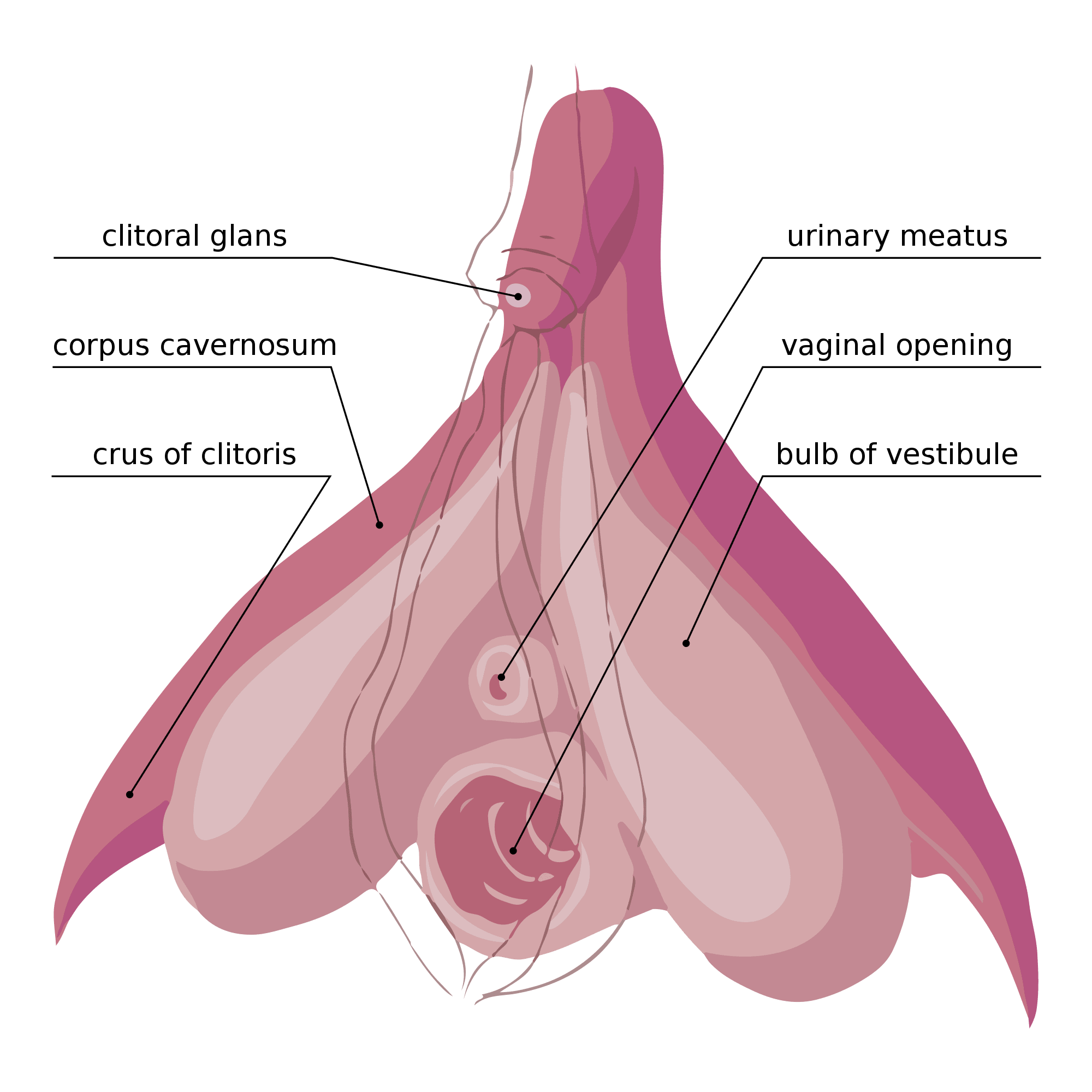 2000px-Clitoris_Anatomy.svg